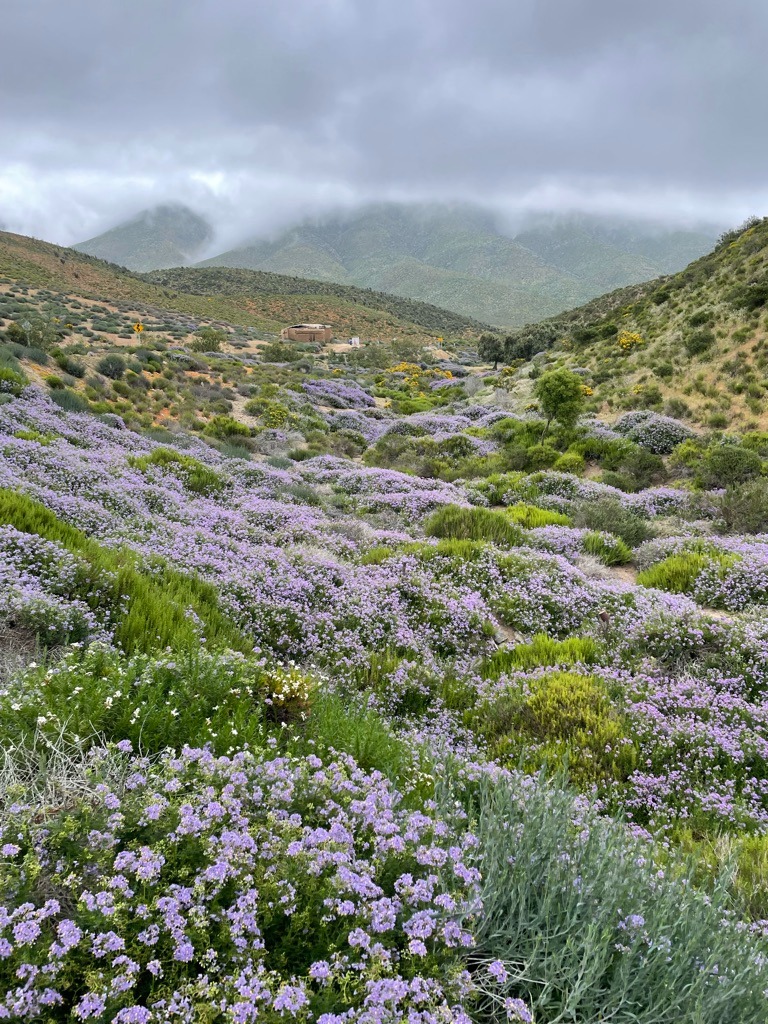 Un valle cubierto de flores violetas bajo un cielo nublado